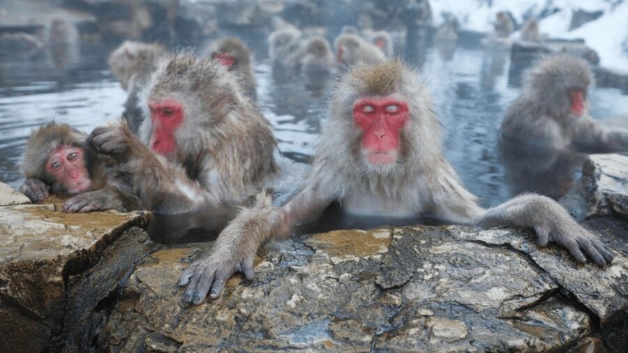 From Tokyo: Private Tour Snow Monkey Park & Zenko-ji Temple - The early pickup sets the tone