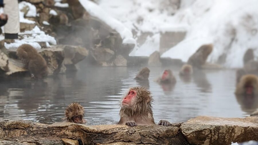 From Tokyo: Snow Monkey 1 Day Tour with Beef Sukiyaki Lunch - Why the snow monkeys are worth the long ride