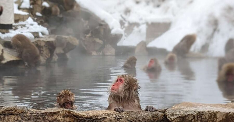 From Tokyo: Snow Monkey 1 Day Tour with Beef Sukiyaki Lunch - Sukiyaki lunch at Shinshu Fruitsland