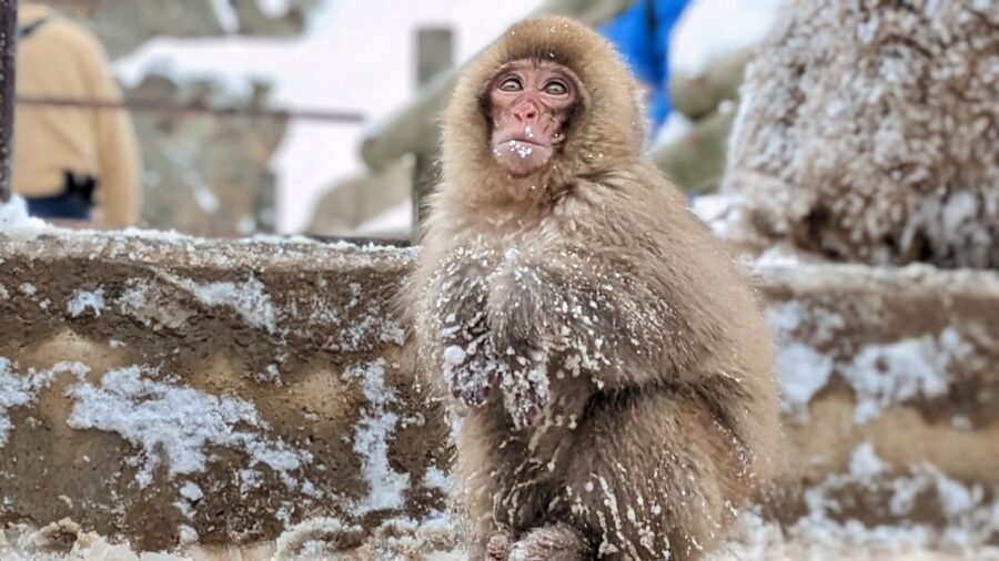 From Tokyo: Snow Monkey 1 Day Tour with Beef Sukiyaki Lunch - The walk to Jigokudani Monkey Park
