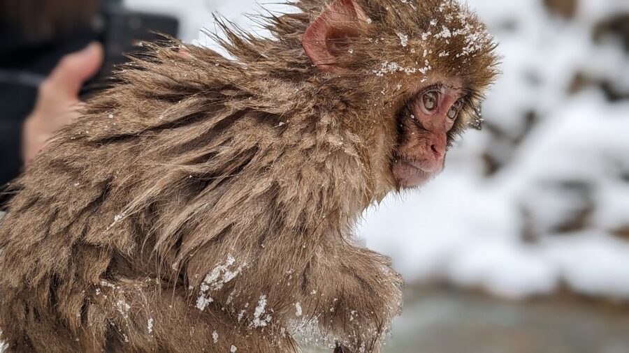 From Tokyo: Snow Monkey 1 Day Tour with Beef Sukiyaki Lunch - Two hours with the macaques