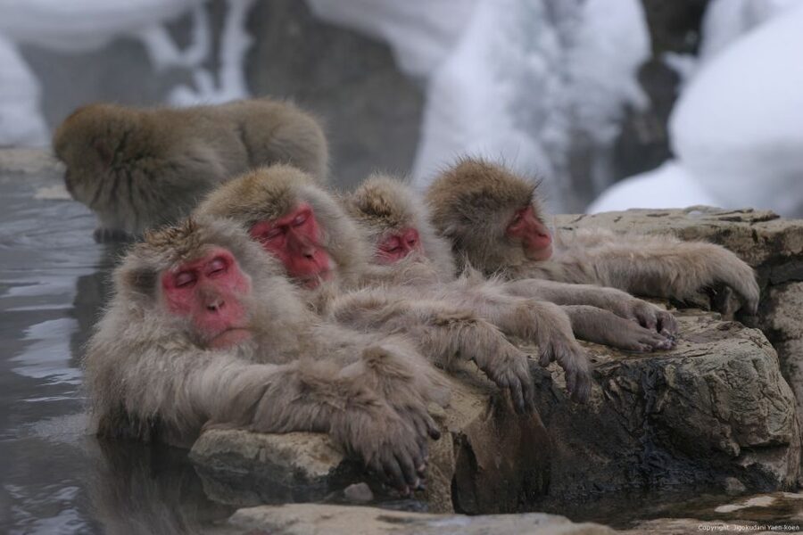 From Tokyo: Snow Monkey 1 Day Tour with Beef Sukiyaki Lunch - Who should book this full-day outing?