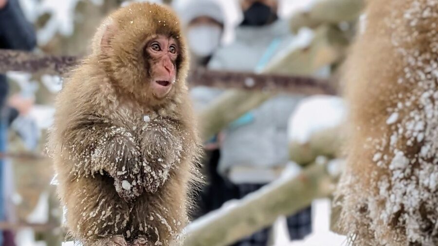 From Tokyo: Snow Monkey 1 Day Tour with Beef Sukiyaki Lunch - Meeting in Shinjuku and settling into the coach
