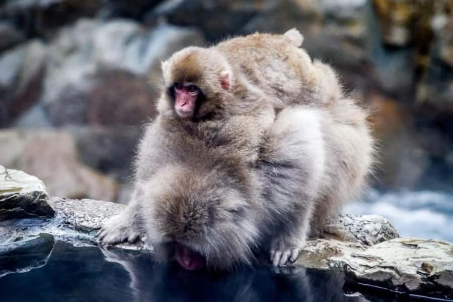 From Tokyo: Snow Monkey Park and Zenkoji Temple Private Tour - Key points at a glance
