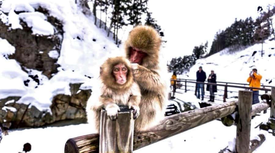 From Tokyo: Snow Monkey Park and Zenkoji Temple Private Tour - Why the snow monkeys are worth the long ride