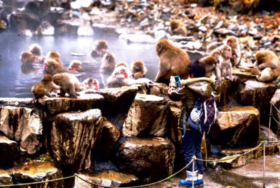 From Tokyo: Snow Monkey Park and Zenkoji Temple Private Tour - Zenkoji Temple and Nagano’s spiritual center