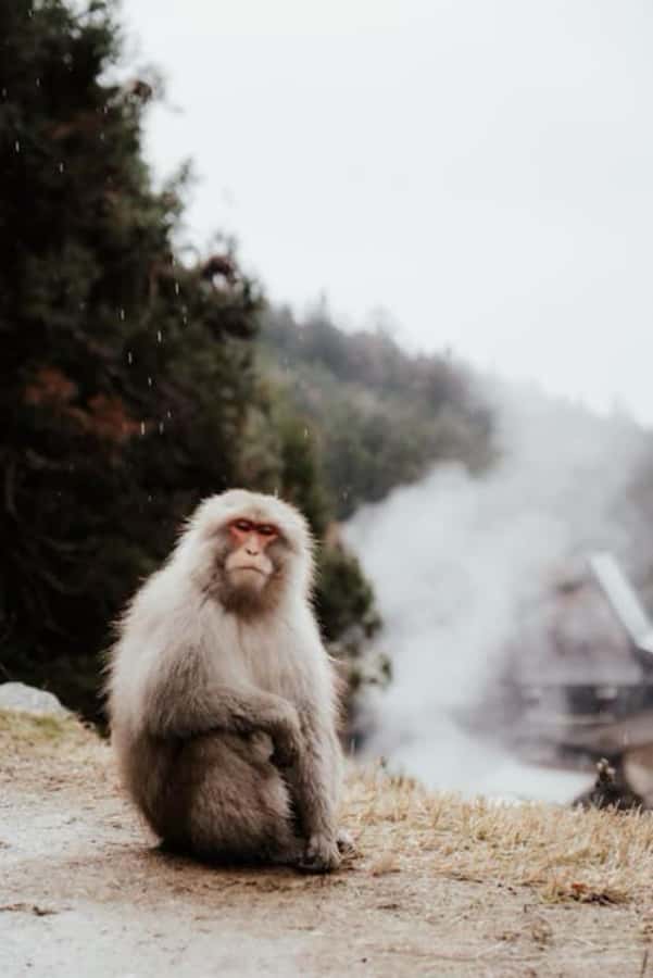 From Tokyo: Snow Monkey Park and Zenkoji Temple Private Tour - Obuse, miso, and small-town flavor
