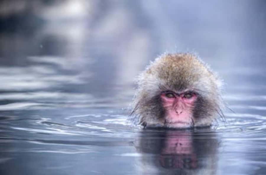From Tokyo: Snow Monkey Park and Zenkoji Temple Private Tour - Matsushiro Castle Ruins and Shibu Onsen