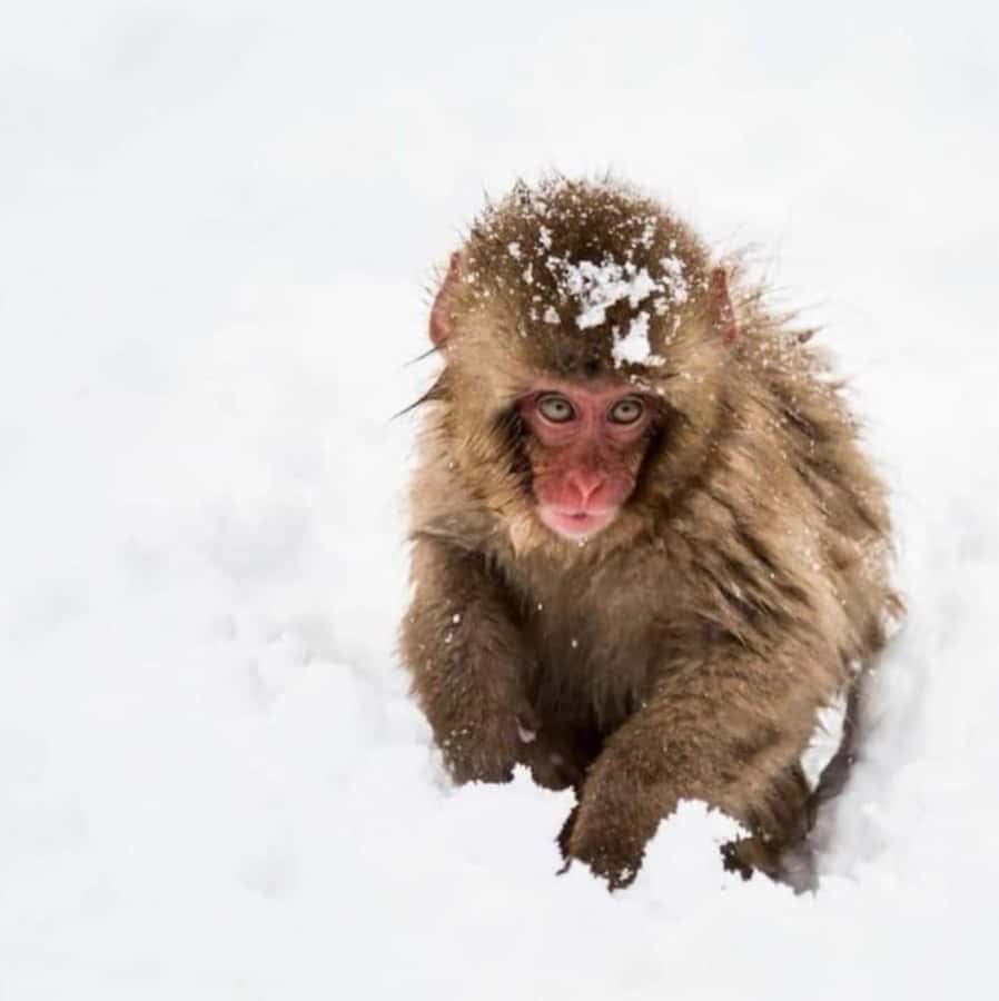From Tokyo: Snow Monkey Park and Zenkoji Temple Private Tour - The cost of a private Nagano day