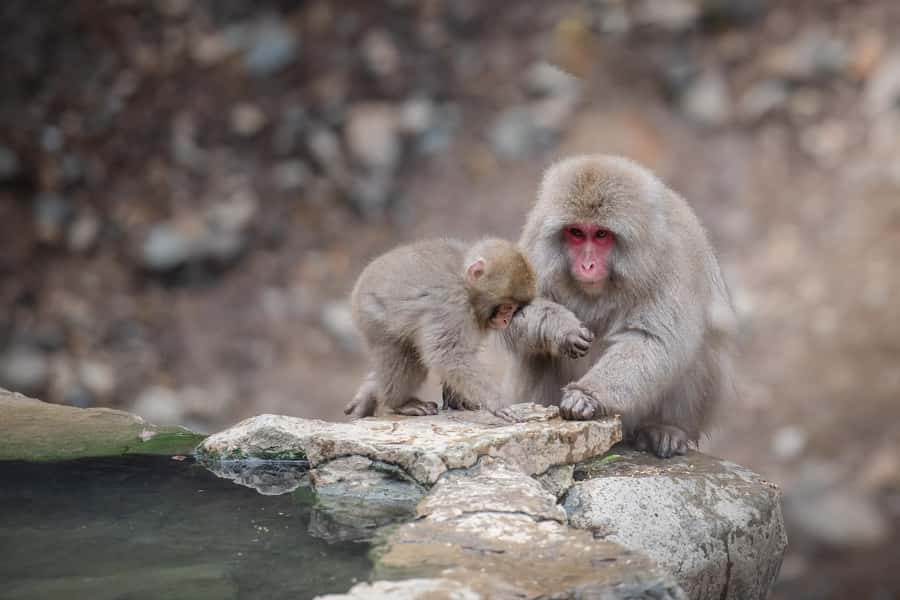 From Tokyo: Snow Monkeys and Zenkoji Temple Day Trip - Quiet Gardens at Ojoji Temple