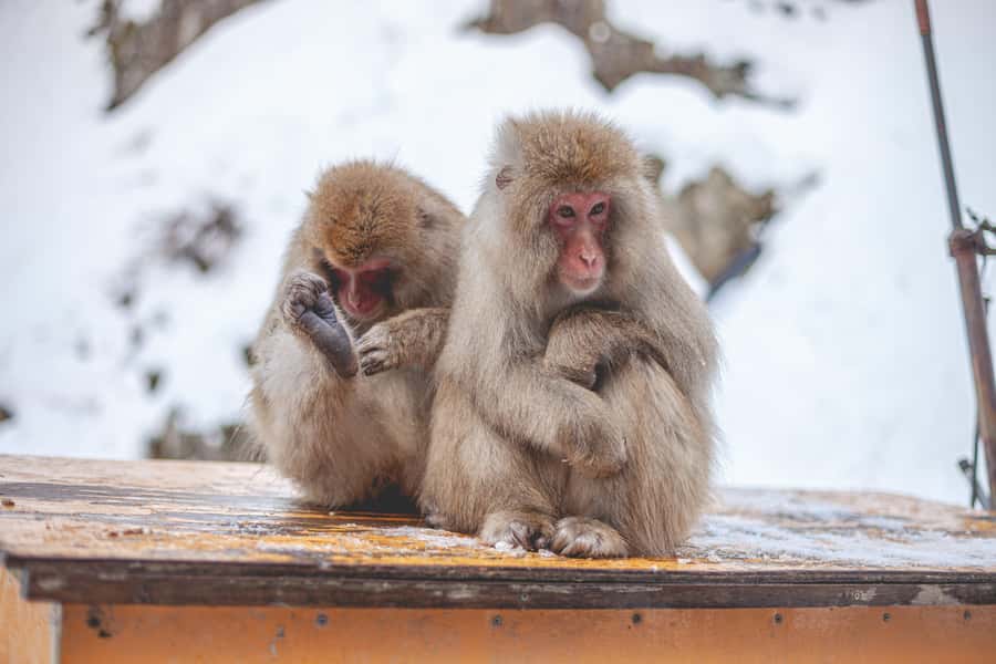 From Tokyo: Snow Monkeys and Zenkoji Temple Day Trip - What the $618 Group Price Really Buys