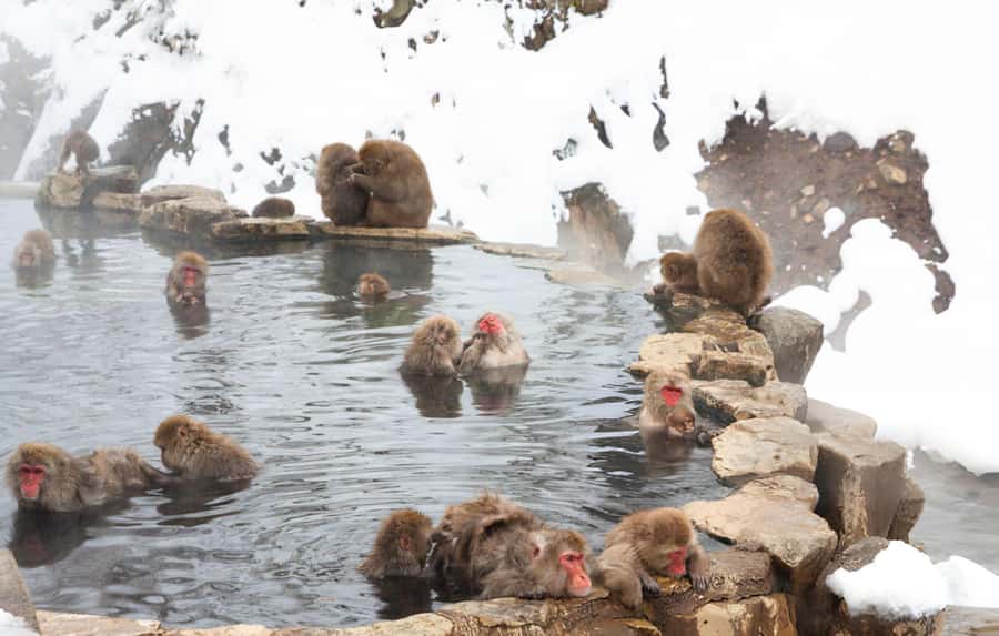 From Tokyo: Snow Monkeys and Zenkoji Temple Day Trip - The Private Drive from Tokyo to Nagano