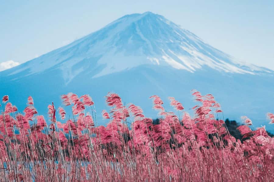 Full-Day Tour to the Picturesque Spots of Mount Fuji - Why this Mount Fuji day trip works well from Tokyo
