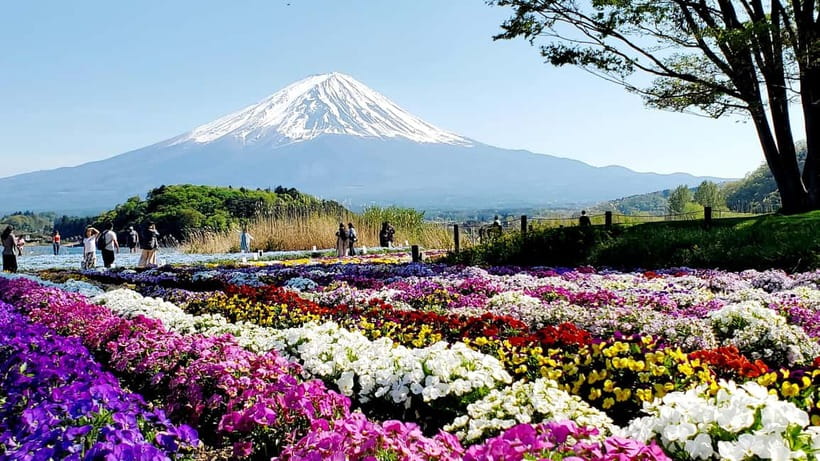 Guided Mt. Fuji & Hakone Tour GREEN NUMBER PLATES - Kitaguchi-Hongu Fuji Sengen Shrine