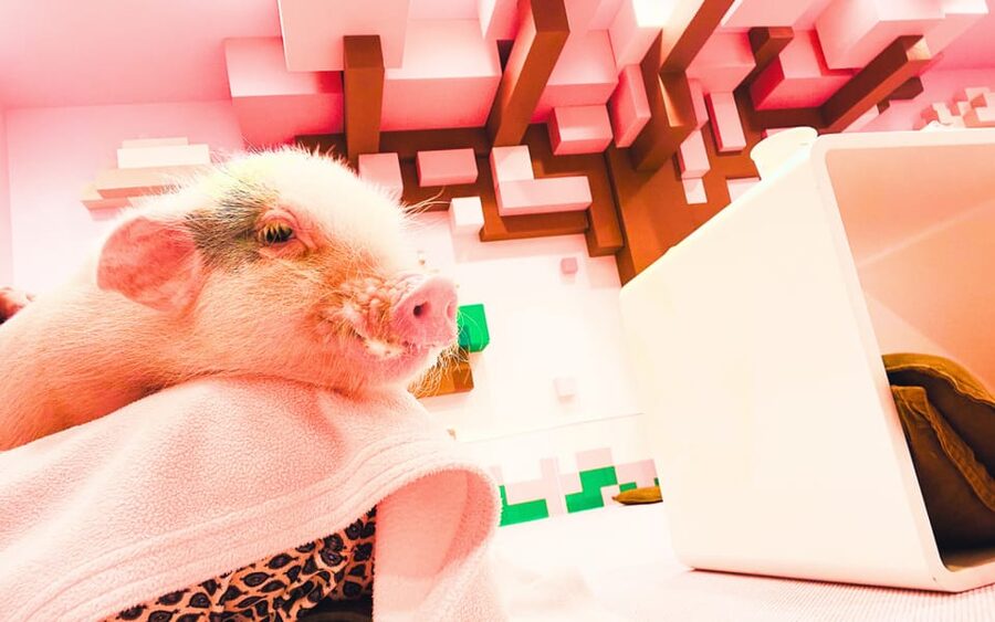 Harajuku : Blend of Tradition & Pop Culture for Family Tour - Meeting the micro pigs at mipig cafe