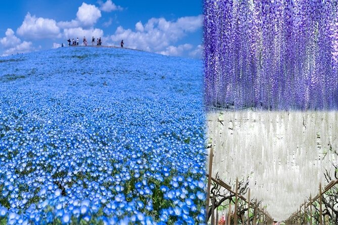 Hitachi National Seaside Park<code>s Flowers & Ashikaga Flower Park – Key points to know before booking’ /></p>
<ul>
<li><strong>Two major flower parks in one day:</strong> Visit Hitachi Seaside Park in Ibaraki and Ashikaga Flower Park in Tochigi.</li>
<li><strong>Timing matters greatly:</strong> Nemophila usually peaks from late April to mid-May, while wisteria is best in a shorter spring window.</li>
<li><strong>Expect a long day:</strong> The trip lasts about 11 hours, beginning at 7:15 am in Shinjuku.</li>
<li><strong>Lunch is provided:</strong> You receive a special Japanese bento box to eat inside Hitachi Seaside Park.</li>
<li><strong>Independent exploring is part of the plan:</strong> The guide handles timing and transport, but you will mostly explore each park on your own.</li>
<li><strong>The price is $84.92 per person:</strong> That is fair for a full-day bus trip with lunch, though the value depends heavily on flower conditions.</li>
</ul>
<h2 id="why-this-flower-day-trip-works">Why this flower day trip works</h2>
<p>s Flowers & Ashikaga Flower Park – Why this flower day trip works’ /></p>
<p><p>Tokyo gives you endless temples, shopping streets, and city views, but its center is not where you go for wide flower fields. This excursion takes you well beyond central Tokyo and handles the difficult part: getting to two distant parks in one day.</p>
</p>
<p><p>You leave from the sidewalk outside Shinjuku Center Building at 7:15 am. The meeting point is at 1-chōme-25-1 Nishishinjuku, and you should arrive early rather than wander around looking for the group. The instructions say to look for the guide or the tour logo. One practical wrinkle is that the banner may show Klook rather than Viator, so check carefully before the bus leaves.</p>
</p>
<p><p>The trip is suitable for someone with <strong>moderate physical fitness</strong>. Neither park is a quick roadside photo stop. You will walk across large grounds, spend time outdoors, and need to return to the bus at a strict meeting time. Comfortable shoes matter more here than smart clothes.</p>
</p>
<p><p>The group may include as many as 45 people. That size keeps the cost down, but it also explains why the schedule must be firm. Guides praised for their organization, including Misa, have been careful about departure times. That is good news if you dislike waiting, but you should not expect the bus to hold for a late return.</p>
</p>
<div style="margin: 20px 0; padding: 15px 0;"><p>If you