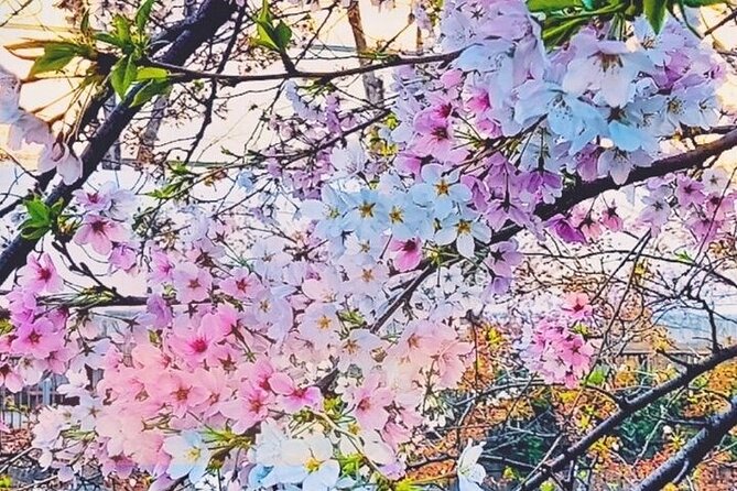 Licensed Guide Tokyo Meguro Cherry Blossom Walking Tour - Why the Meguro River makes a fine Tokyo walk
