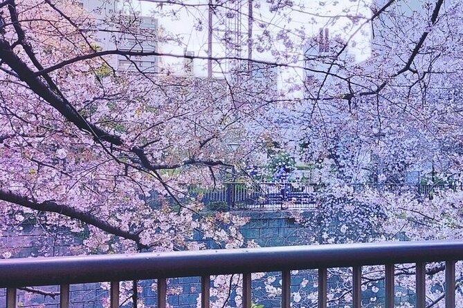 Licensed Guide Tokyo Meguro Cherry Blossom Walking Tour - Starting at Naka-Meguro at 3:30 pm