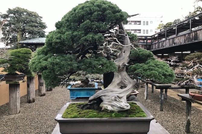 Make Your Own Bonsai with a Professional Bonsai Artist in Tokyo - Learning from Kunio Kobayashi and the Apprentices