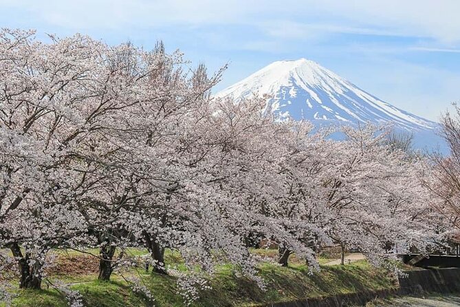 Mount Fuji Customizable one day Private Guided Tour from Tokyo - Oishi Park and seasonal flowers beside the lake