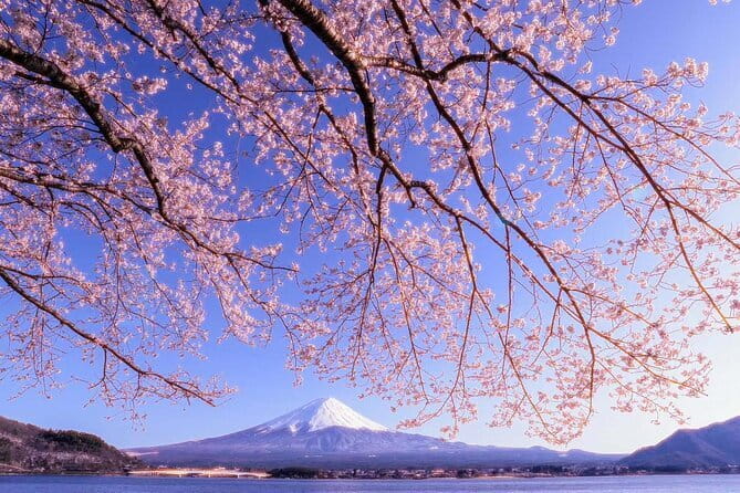 Mount Fuji Full Day Tour form Tokyo Lake Kawaguchi & Yamanaka - Oshino Hakkai shows Fuji’s water source