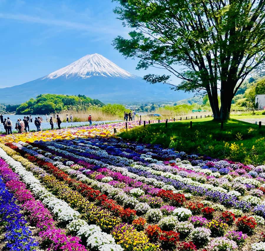 Mount Fuji One Day Private Tour With English Speaking Driver - Starting from Tokyo and setting the day’s pace