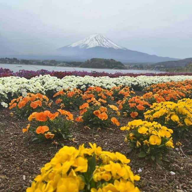 Mount Fuji Private day tour from Tokyo private & Customized - What the Toyota Vellfire and driver service mean