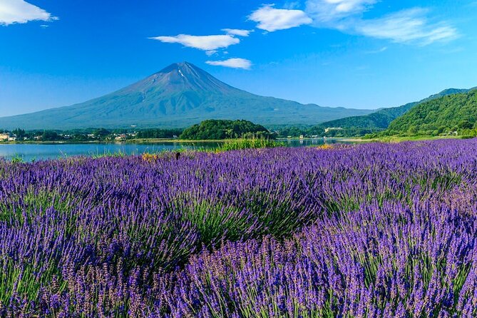 Mt. Fuji Area Tour Tokyo DEP: English Speaking Driver, No Guide - Is $748.78 good value for your group?