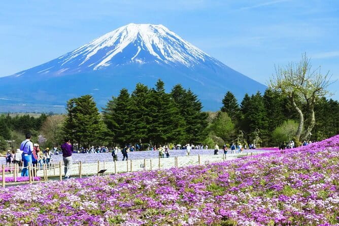 Mt. Fuji Day tour: Kawaguchi Lake Ropeway, Matcha, Oshino Hakkai - Finding the yellow flag in Tokyo