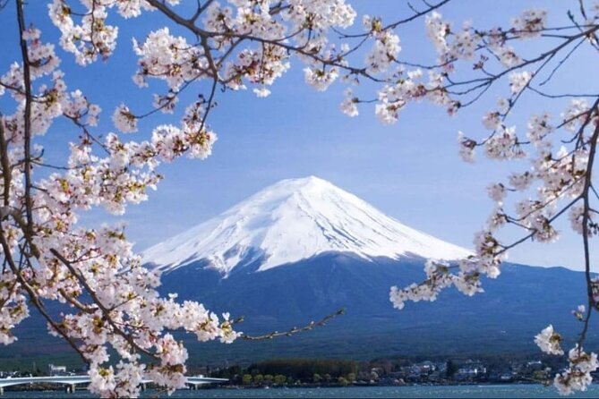 Mt. Fuji, Hakone Full-Day Private Tour with English Driver - Oishi Park and the north shore of Lake Kawaguchiko