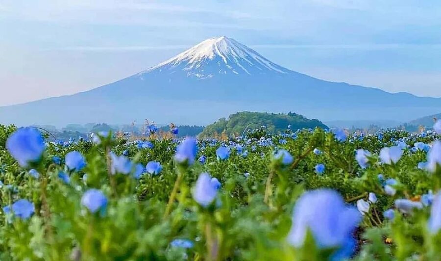 Mt. Fuji & Lake Kawaguchiko Ropeway，Oshino Hakkai 1-Day Tour - Leaving Tokyo for Lake Kawaguchiko