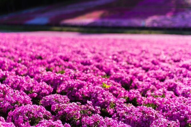 Mt. Fuji Private Tour by Car with Pick-up from Tokyo - Oishi Park for the broadest postcard view