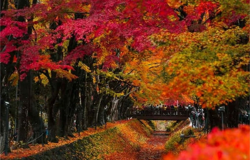 Mt Fuji Top 5 Spots Day Tour: Arakurayama Park,Oshino Hakkai - Timing, traffic, and what to pack