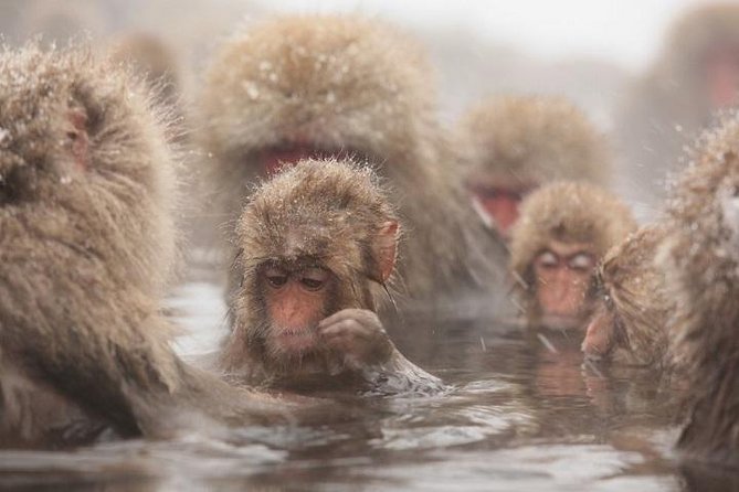 Nagano Snow Monkey 1 Day Tour with Beef Sukiyaki Lunch from Tokyo - Key points to know before booking