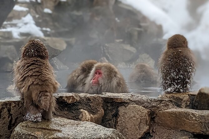 Nagano Snow Monkey 1 Day Tour with Beef Sukiyaki Lunch from Tokyo - What this Tokyo day trip is really like