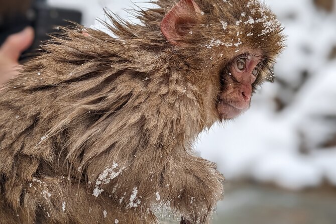 Nagano Snow Monkey 1 Day Tour with Beef Sukiyaki Lunch from Tokyo - The walk to Jigokudani Monkey Park