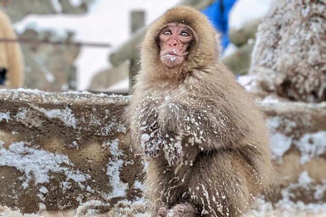 Nagano Snow Monkey 1 Day Tour with Beef Sukiyaki Lunch from Tokyo - Watching the snow monkeys at the hot springs