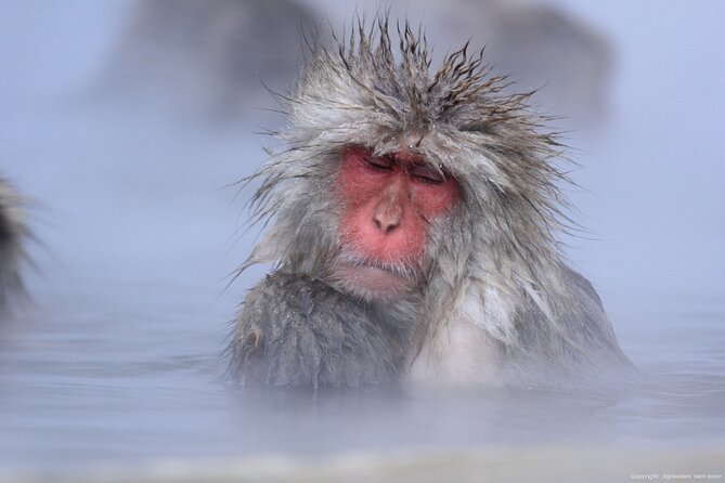 Nagano Snow Monkey 1 Day Tour with Beef Sukiyaki Lunch from Tokyo - Weather, clothing, and the best season