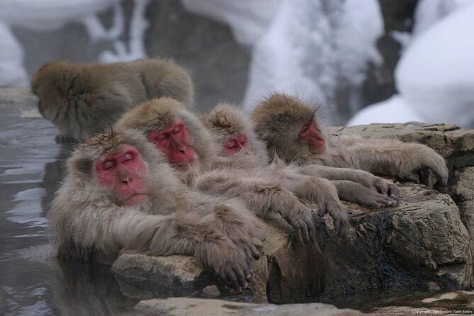 Nagano Snow Monkey 1 Day Tour with Beef Sukiyaki Lunch from Tokyo - Shinshu Fruitsland and the sukiyaki lunch