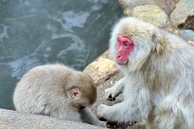 Nagano: Snow Monkey and Zenkoji Temple Free Sake Taste Day Tour - A Tokyo start with a Nagano-sized day ahead