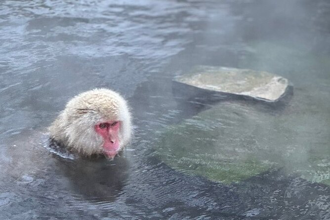 Nagano: Snow Monkey and Zenkoji Temple Free Sake Taste Day Tour - Matsumoto Castle and the serious itinerary question