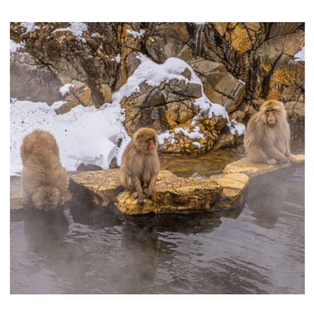 Nagano Tokyo: Snow Monkey Private Day Tour Hotel Pick & Drop - Key points to know before booking