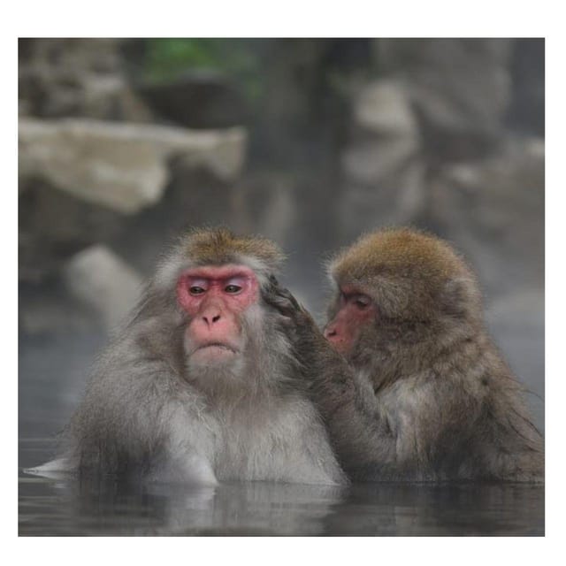 Nagano Tokyo: Snow Monkey Private Day Tour Hotel Pick & Drop - Obuse, Hokusai, chestnuts, and local character