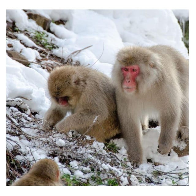 Nagano Tokyo: Snow Monkey Private Day Tour Hotel Pick & Drop - Zenko-ji Temple and the Key to Paradise