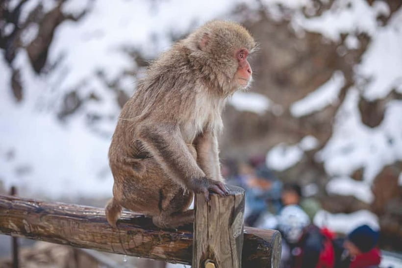 Nagano & Tokyo: Snow Monkey & Zenkoji Temple Private Tour - Why this private Nagano day makes sense