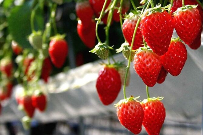 One Day Tour to Oishi Park and Fruit Picking in Mt. Fuji Tokyo - What this Mt. Fuji day actually gives you