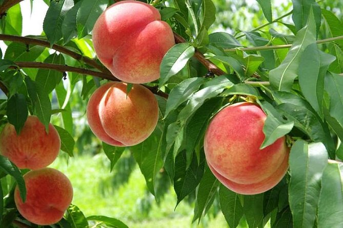 One Day Tour to Oishi Park and Fruit Picking in Mt. Fuji Tokyo - Guides, language, and group size
