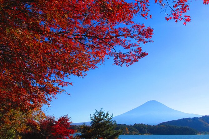 One Day Tour to Oishi Park and Fruit Picking in Mt. Fuji Tokyo - Yamanashi fruit picking by season