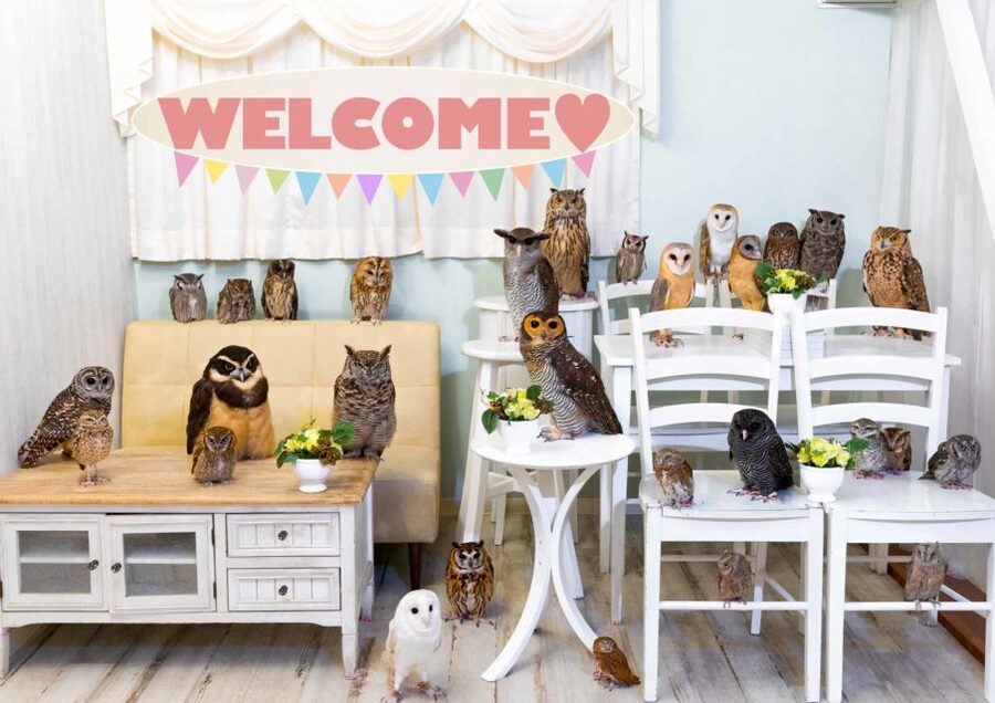 Owl Cafe Tokyo Akiba Fukurou - Key things to know before you go