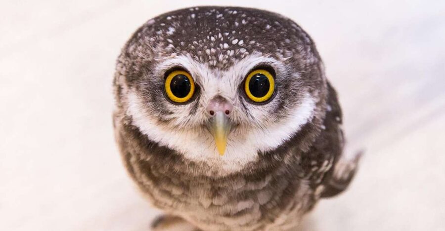Owl Cafe Tokyo Akiba Fukurou - Meeting real owls in central Akihabara